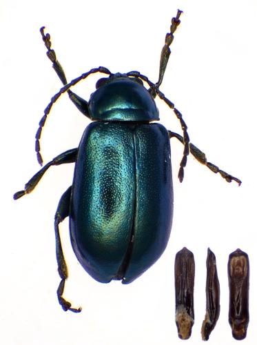 Réf. 353 210 : Altica lythri